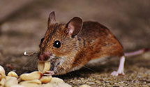 24 Hour & Emergency Exterminators in Mountain Park, GA